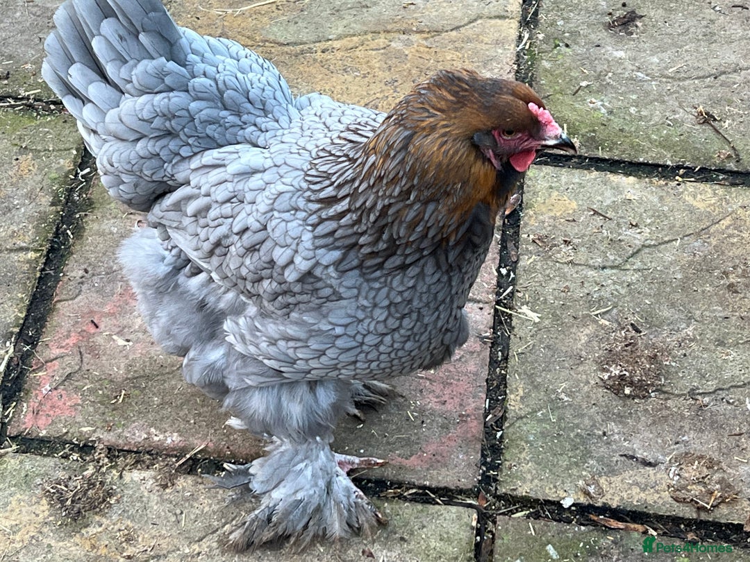Chickens poultry for sale: Few super breed laying hens for sale  - Advert 9