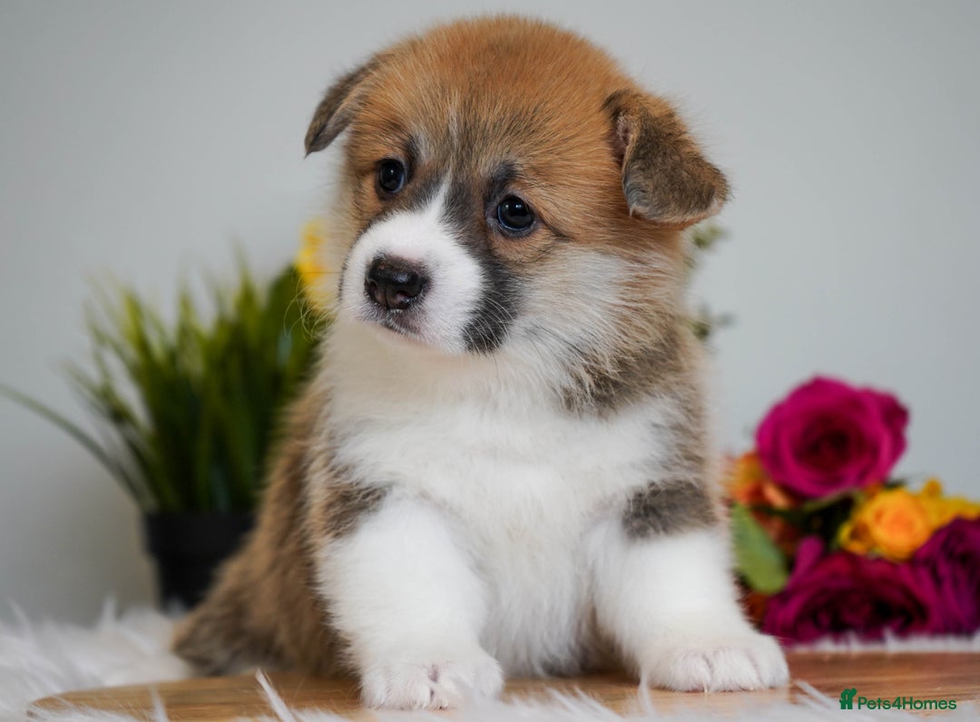 Welsh Corgi Pembroke dogs for sale: Welsh Corgi (Pembroke) - Image 23