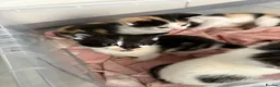 Mixed Breed cats for sale: 5 Adorable Kittens for sale  - Advert 6