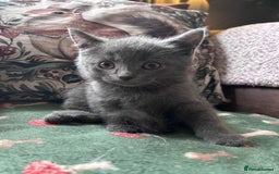 British Shorthair cats for sale: BSH cross  - Image 4