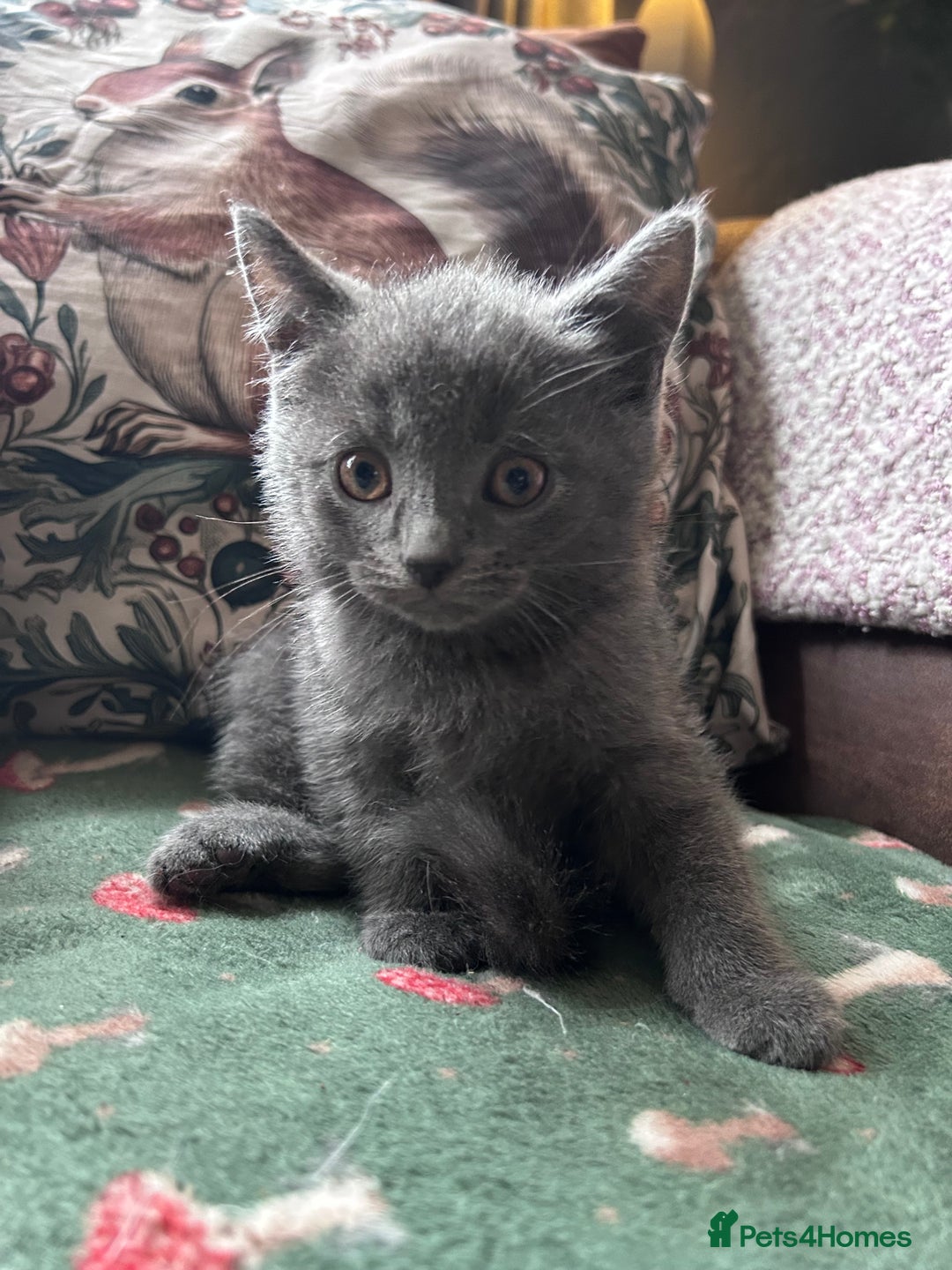 British Shorthair cats for sale: BSH cross  - Image 4
