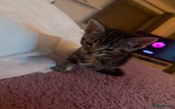 Mixed Breed cats for sale: 8 mixed colour Kittens - Image 11