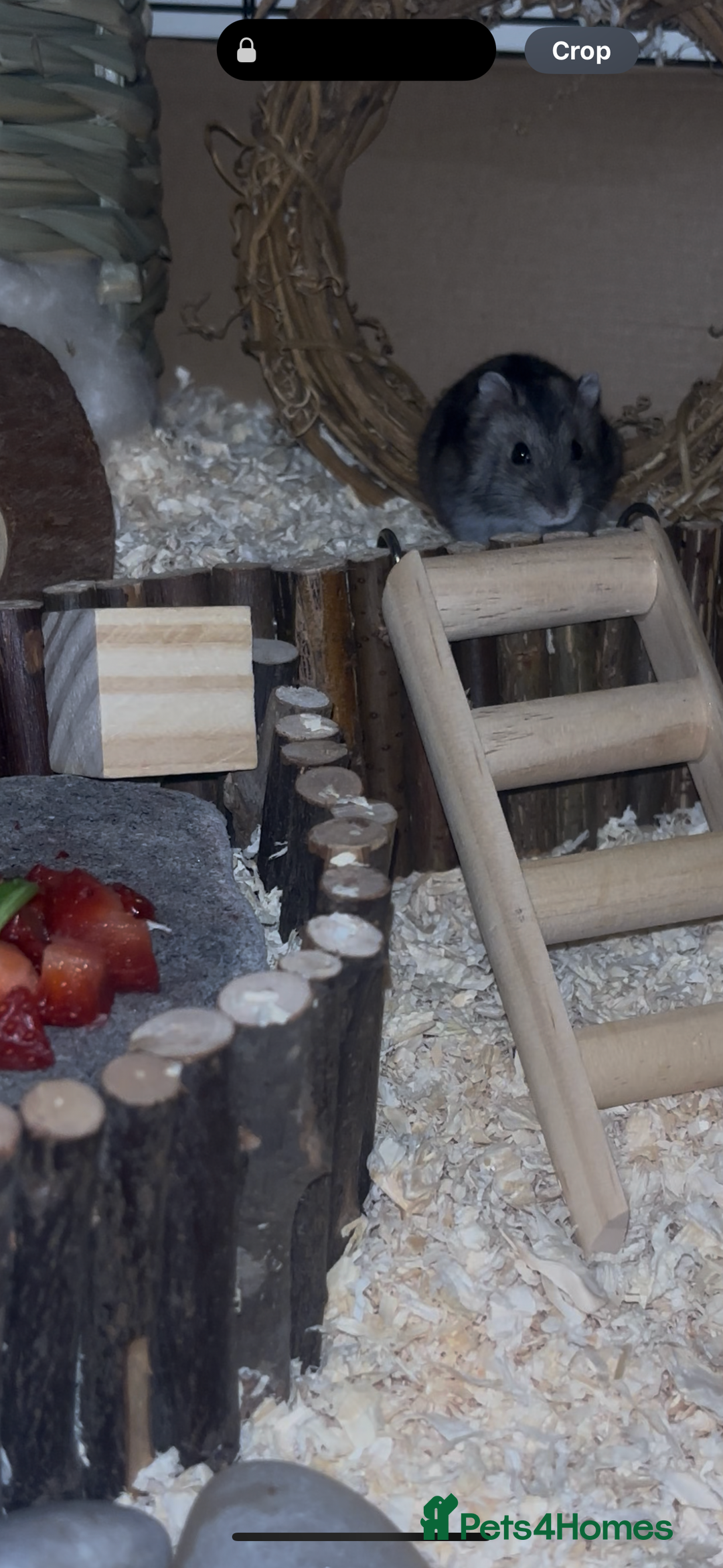 Hamster rodents for sale: Bonnie- 5m/o female Russian dwarf hamster  - Image 4