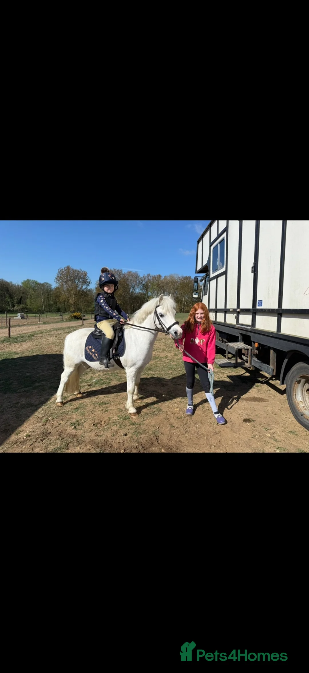 Welsh Section A horses for sale: Pony Club Pony - Advert 22