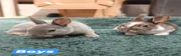 Rex rabbits for sale: Mini Rex Rabbits  - Advert 9