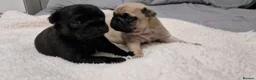 Pug dogs for sale: 2 Adorable pug puppies for sale  - Advert 2