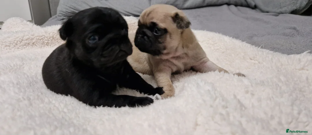 Pug dogs for sale: 2 Adorable pug puppies for sale  - Advert 2