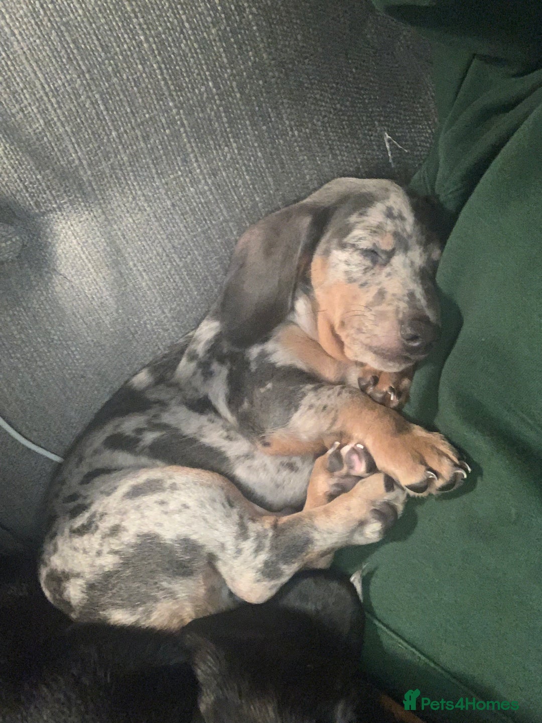 Miniature Dachshund dogs for sale: Beautiful 10 week old dapple pups available  - Image 11