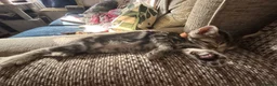 Bengal cats for sale: Mix Bengal kittens for sell in Corby - Advert 7