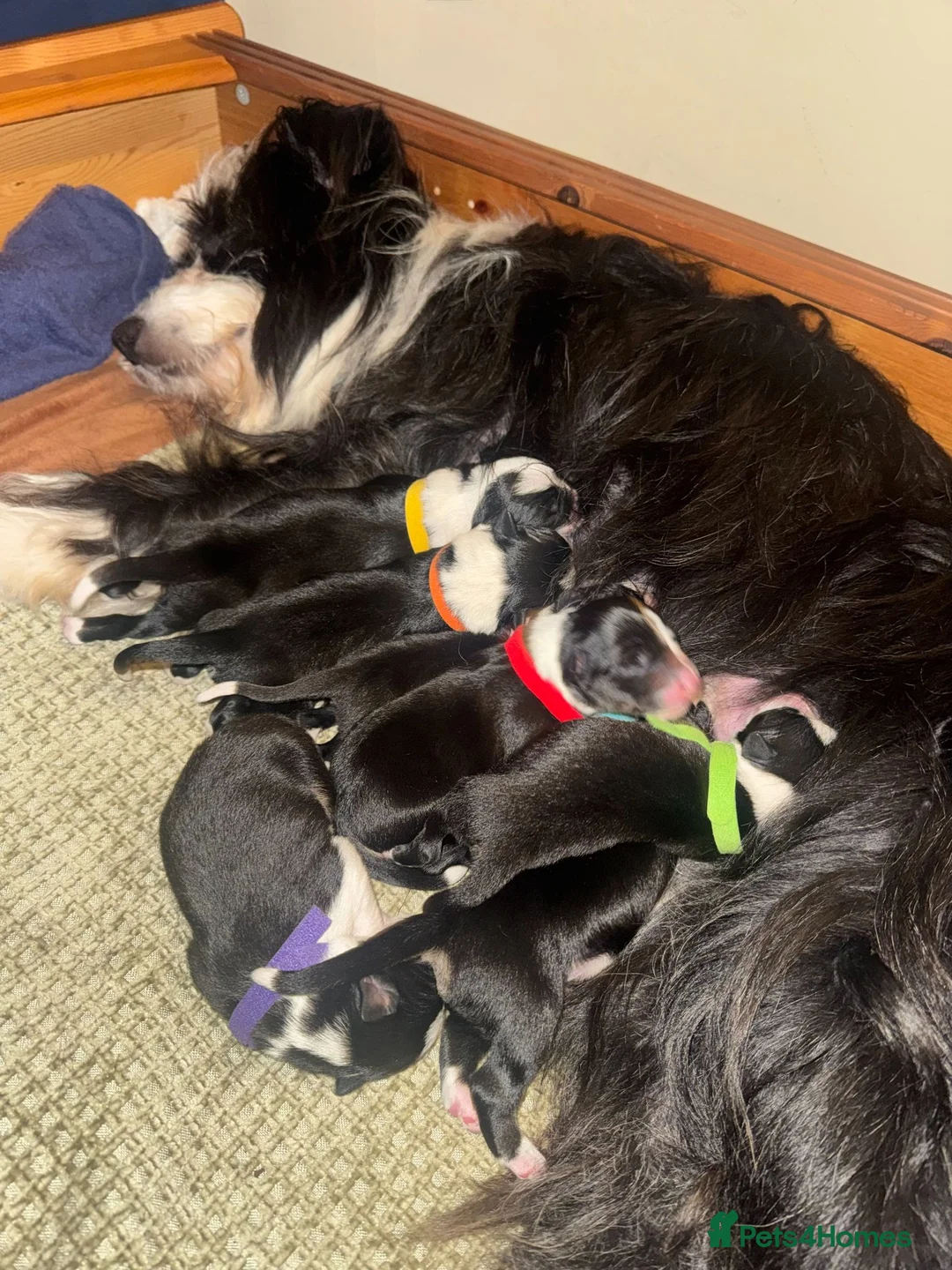 Mixed Breed dogs for sale: Bearded Collie x Border Collie Puppies - Advert 2