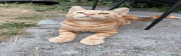 Domestic Shorthair cats for sale: Ash & Cody  - Advert 11