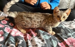Bengal cats for sale: Bengal kittens 15 weeks  - Image 5