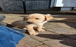 Labrador Retriever dogs for sale: Two Adorable Golden Labrador Girls - Image 2