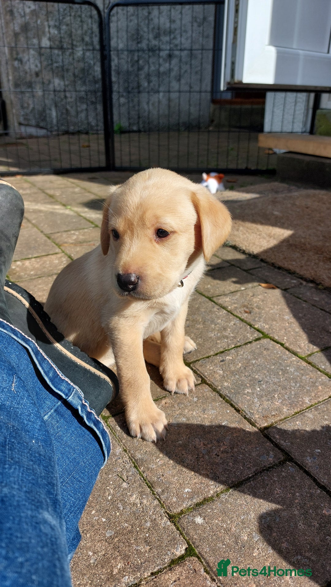 Labrador Retriever dogs for sale: Two Adorable Golden Labrador Girls - Image 2