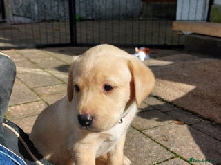 Labrador Retriever dogs - Advert 8