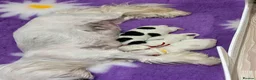 Maltipoo dogs for sale: Exceptional Micro Asian Maltipoo’s, 3 girls  in Staines - Advert 10