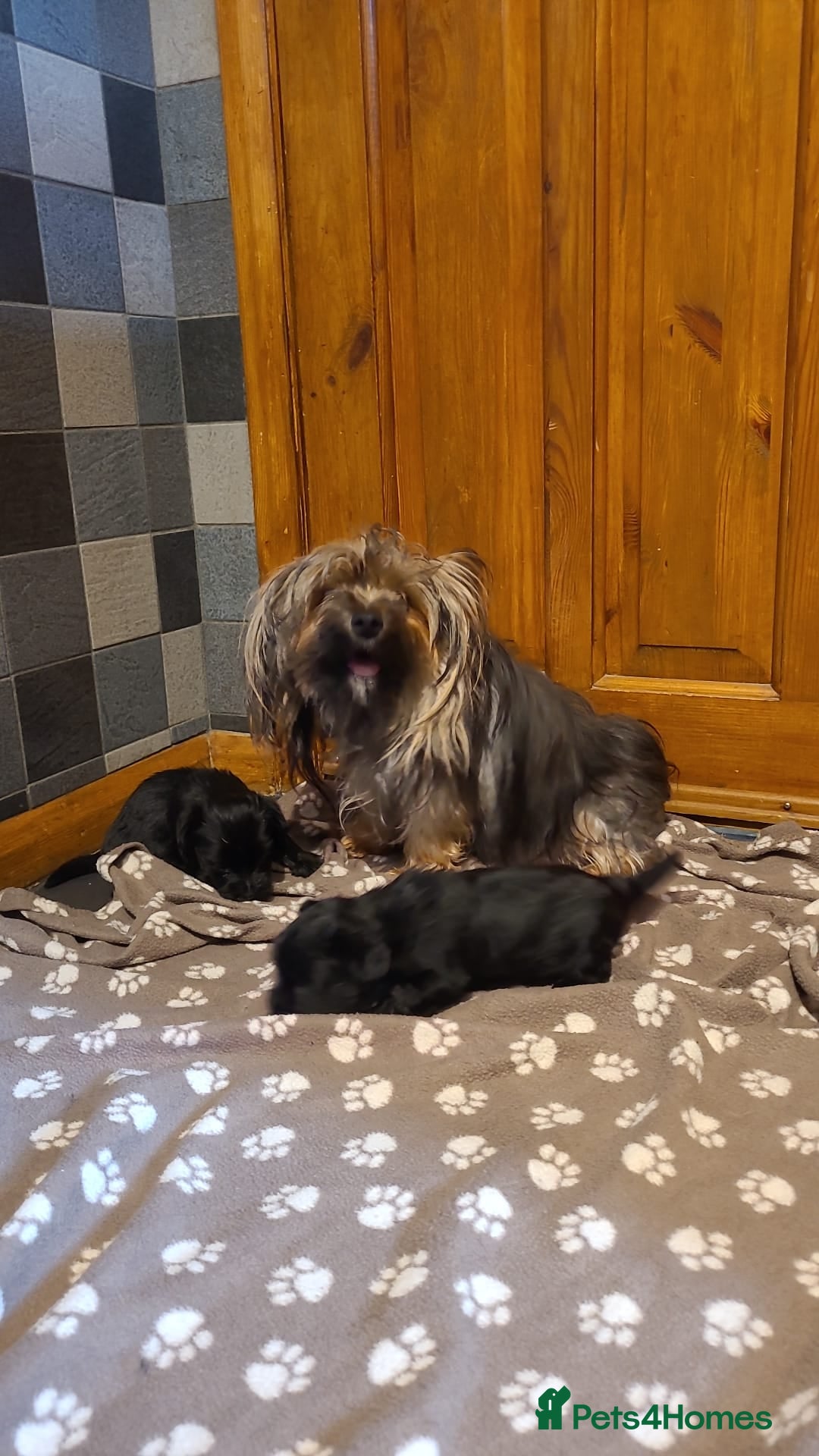Yorkshire Terrier dogs for sale: Biewer Yorkshire terrier puppies  - Image 2