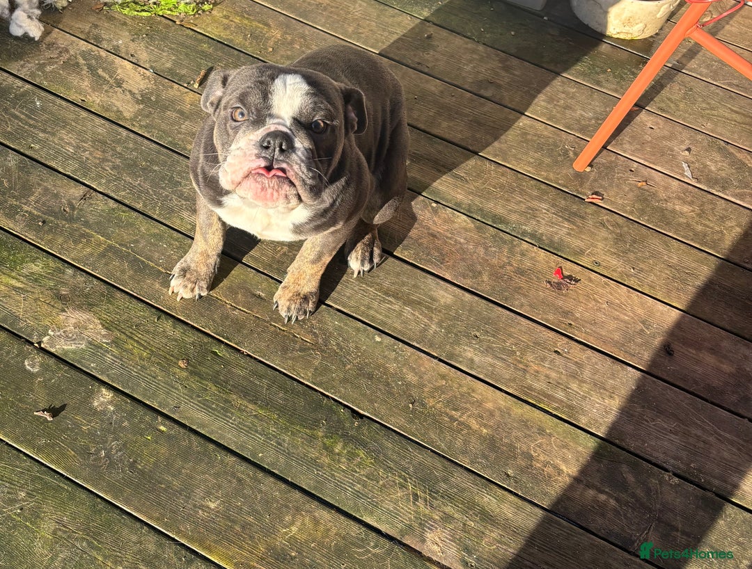 Mixed Breed dogs for sale: Olde English Dorset bulldog female  - Advert 3