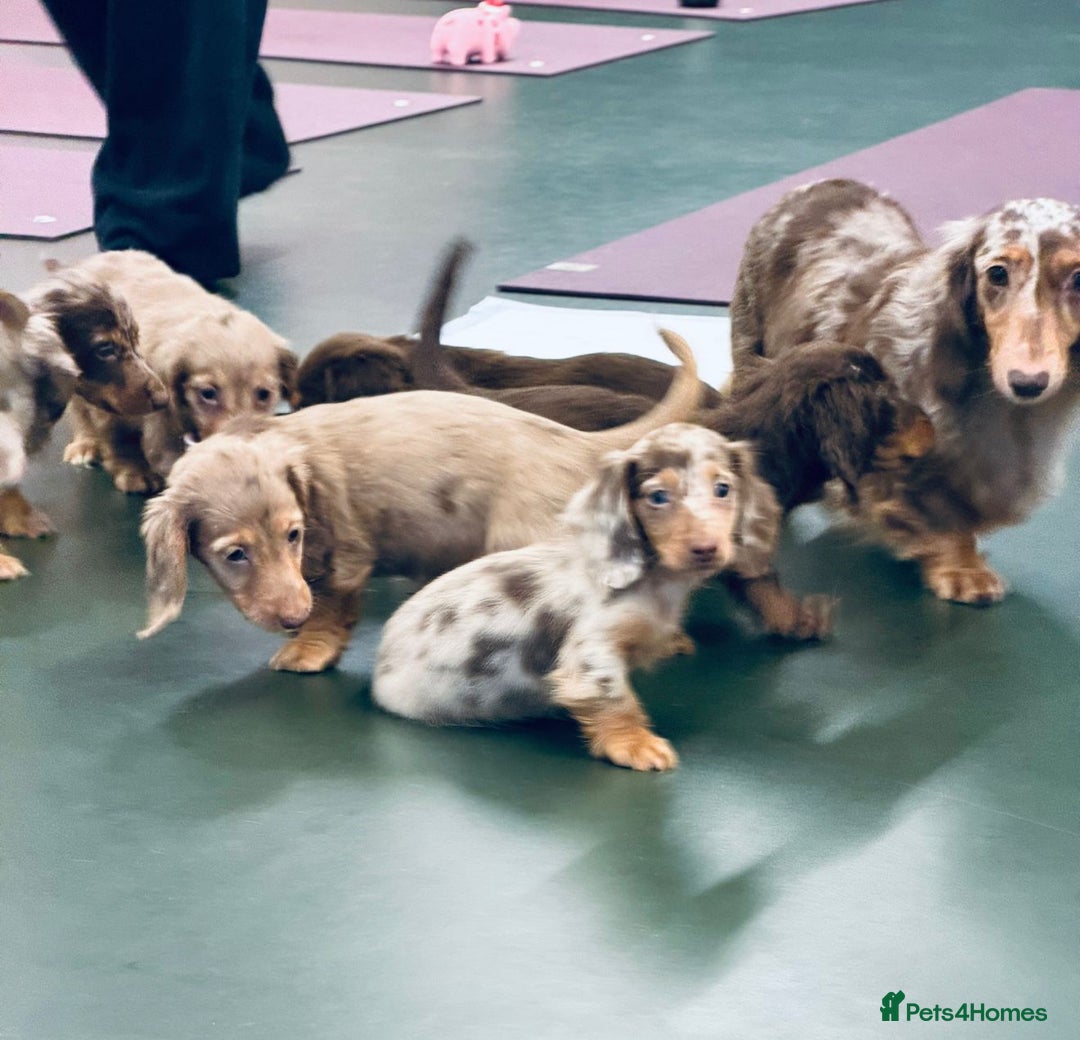 Miniature Dachshund dogs for sale: PRA 🏆Clear Champion 🏆Long Haired Puppies - Advert 4