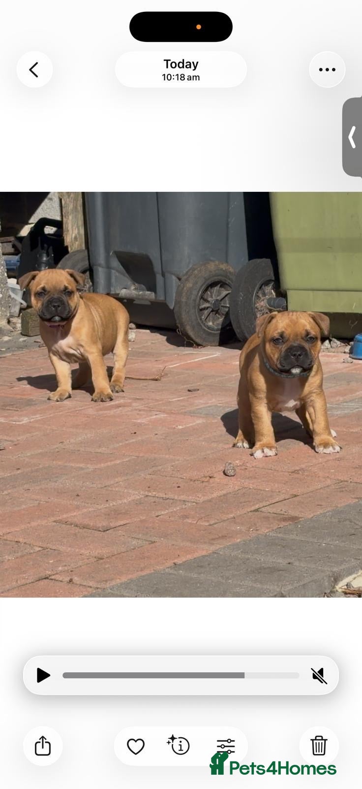 Staffordshire Bull Terrier dogs 6 red boys  - Advert 1
