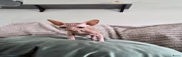 Sphynx cats for sale: GORGEOUS SPHYNX KITTENS  - Advert 9