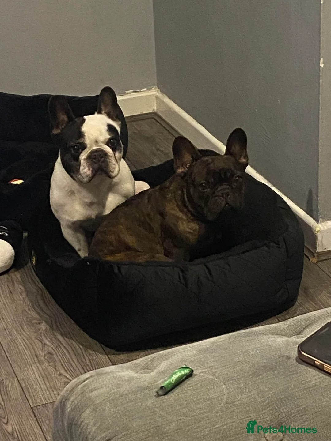 French Bulldog dogs for sale: urgent rehoming french bulldogs - Advert 7