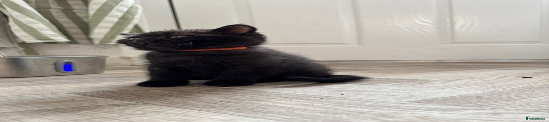 British Shorthair Kitten 4