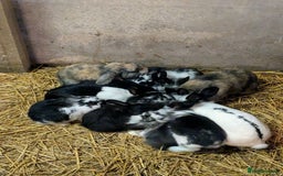 Mini Lop rabbits for sale: Mini loop cross Lionhead - Advert 1