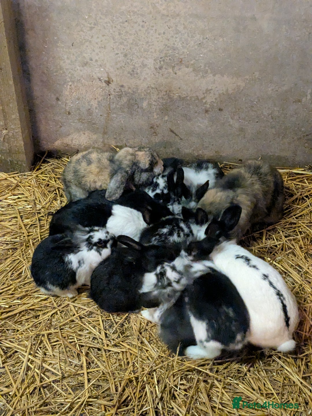 Mini Lop rabbits for sale: Mini loop cross Lionhead - Advert 1