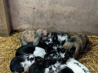Mini Lop rabbits Mini loop cross Lionhead - Advert 5