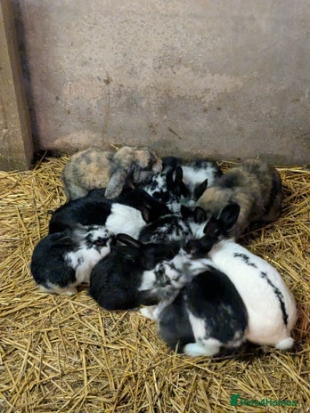 Mini Lop rabbits Mini loop cross Lionhead - Advert 1