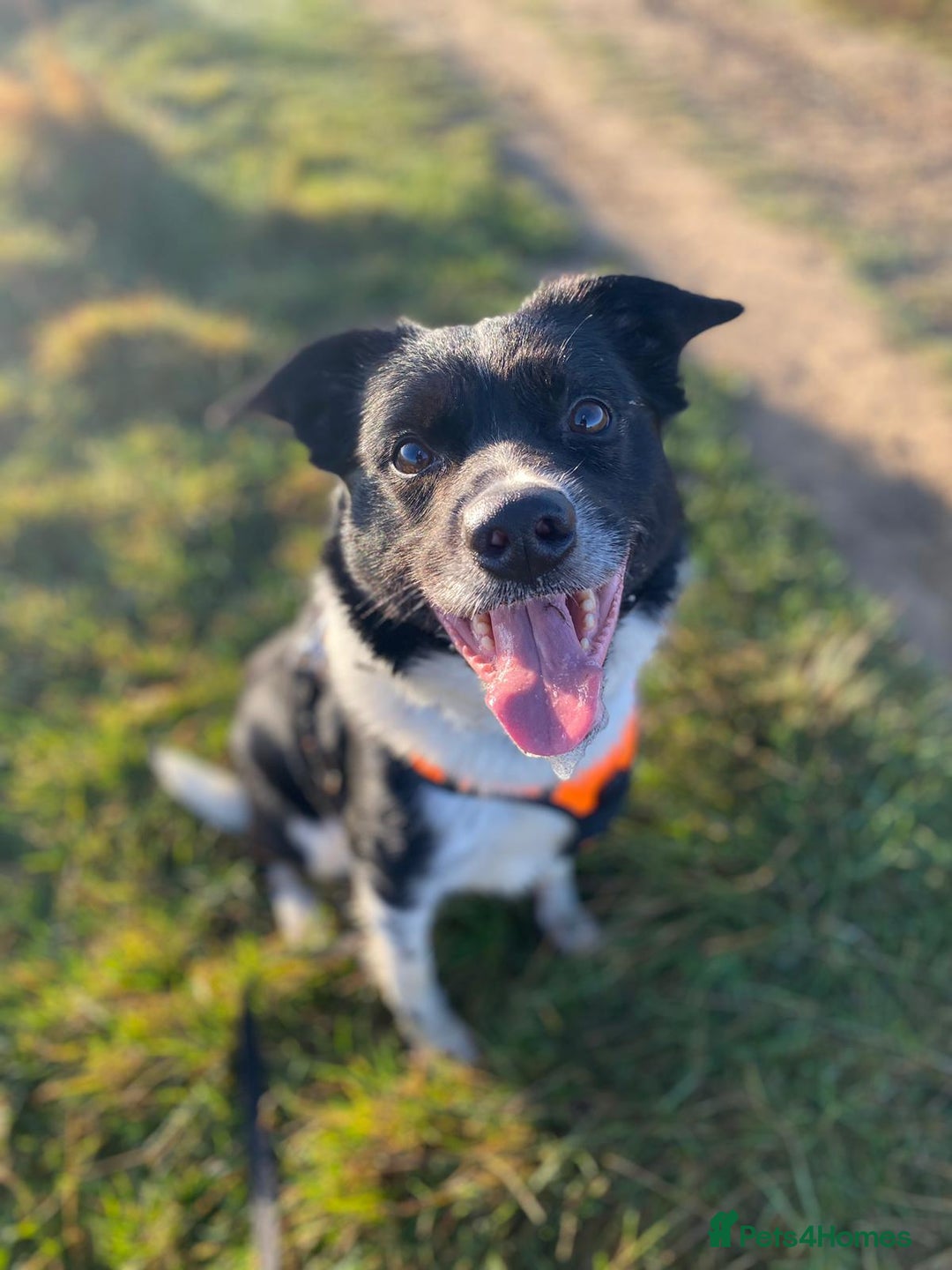 Border Collie dogs for sale: Border collie needs loving home - Advert 10