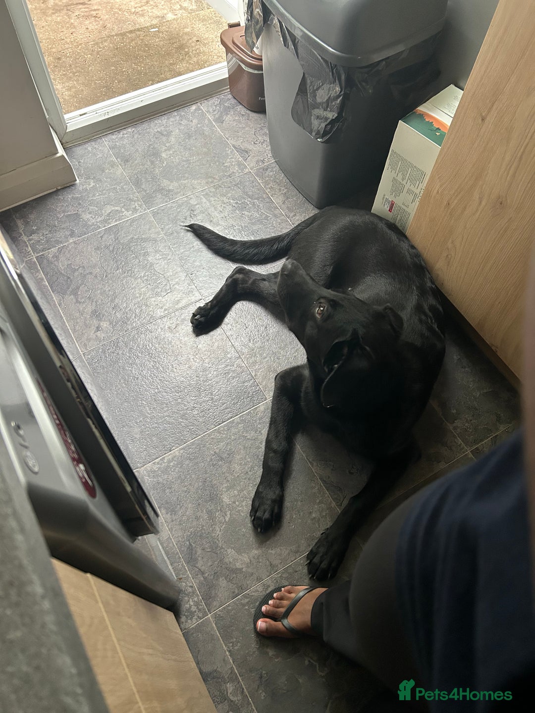 Mixed Breed dogs for sale: Shepador  - Image 2