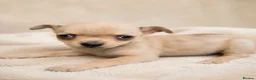 Chihuahua dogs for sale: Chihuahuas *Stunning Litter* LAST ONE Tiny - Advert 9