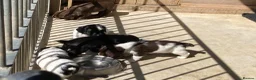 Sprocker dogs for sale: F1 Health Tested Sprocker Puppies - Advert 5