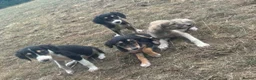 Saluki dogs for sale: Saluki puppy s  - Advert 11