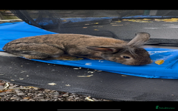 Lionhead rabbits for sale: 2 lionheads + giant Flemish x Rex for sale  - Image 5