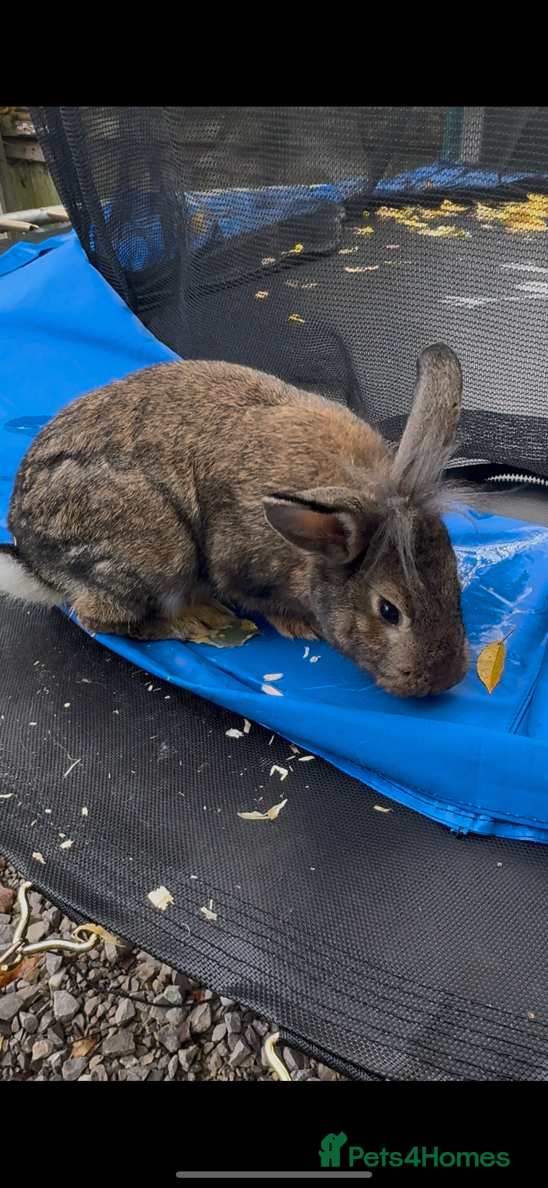 Lionhead rabbits for sale: 2 lionheads + giant Flemish x Rex for sale  - Image 5