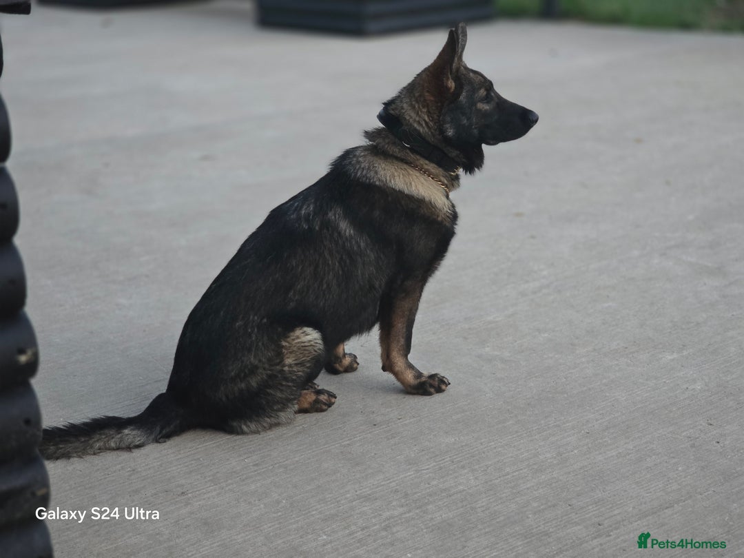 German Shepherd dogs for sale: Pure german shepherd cz - Advert 5