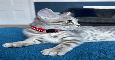 British Shorthair cats - Advert 7