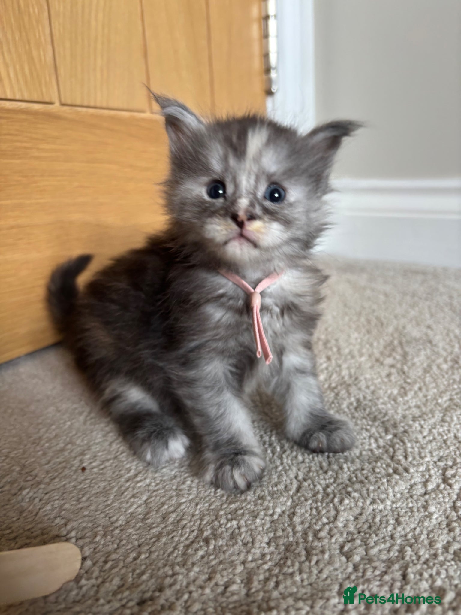 Maine Coon cats for sale: TICA Maine Coon Kittens  - Advert 12