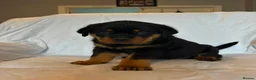Rottweiler dogs for sale: 4 Beautiful Male Rottweiler Puppies  - Advert 11