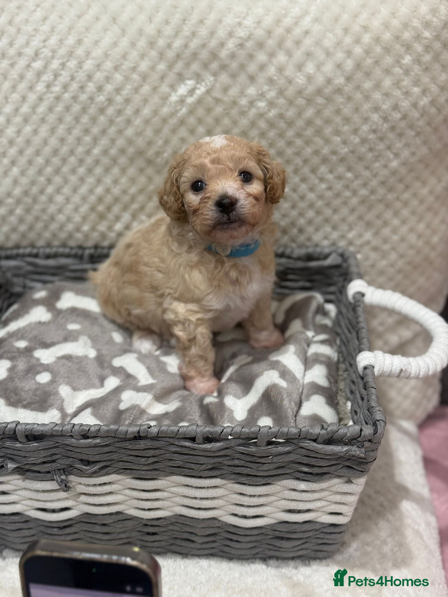 Poochon dogs 💙💙💗 adorable tiny poochon puppies 💗💙💙 - Advert 6