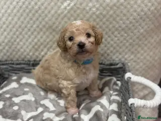 Poochon dogs 💙💙💗 adorable tiny poochon puppies 💗💙💙 - Advert 6