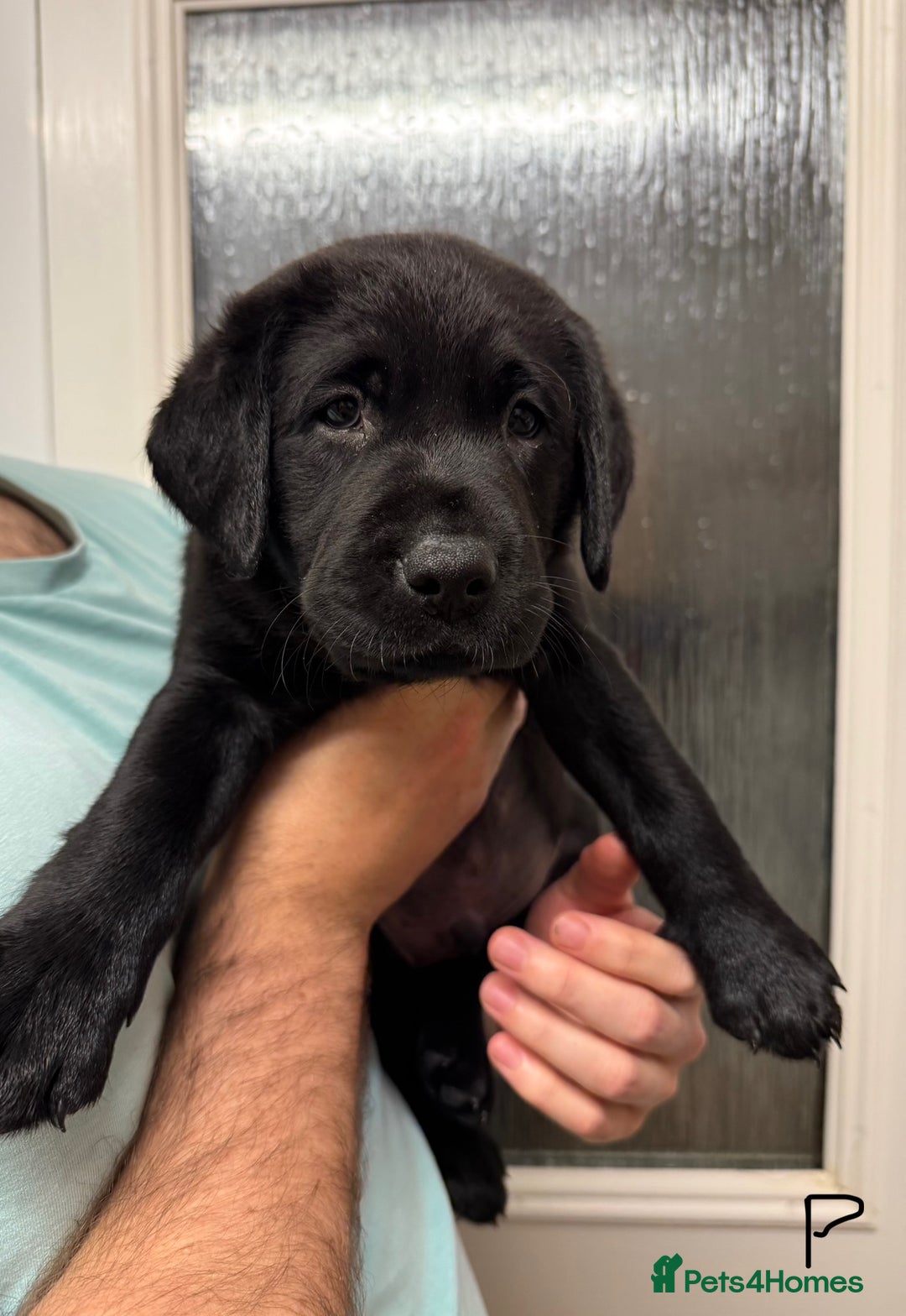 Labrador Retriever dogs for sale: Labrador puppies (ONLY now 2 left) - Image 10