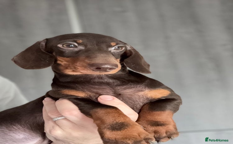 Miniature Dachshund dogs - Advert 15