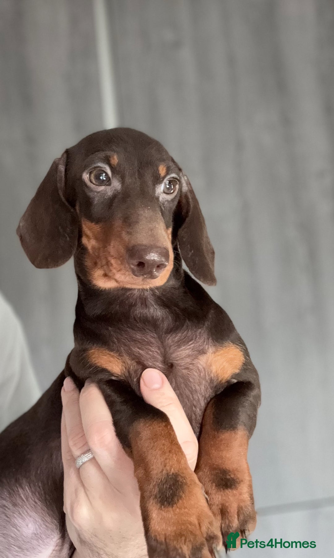 Miniature Dachshund dogs for sale: 🩷💙Stunning KC Mini Dachshund Puppies💙 - Advert 3