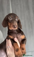 Miniature Dachshund dogs - Advert 7