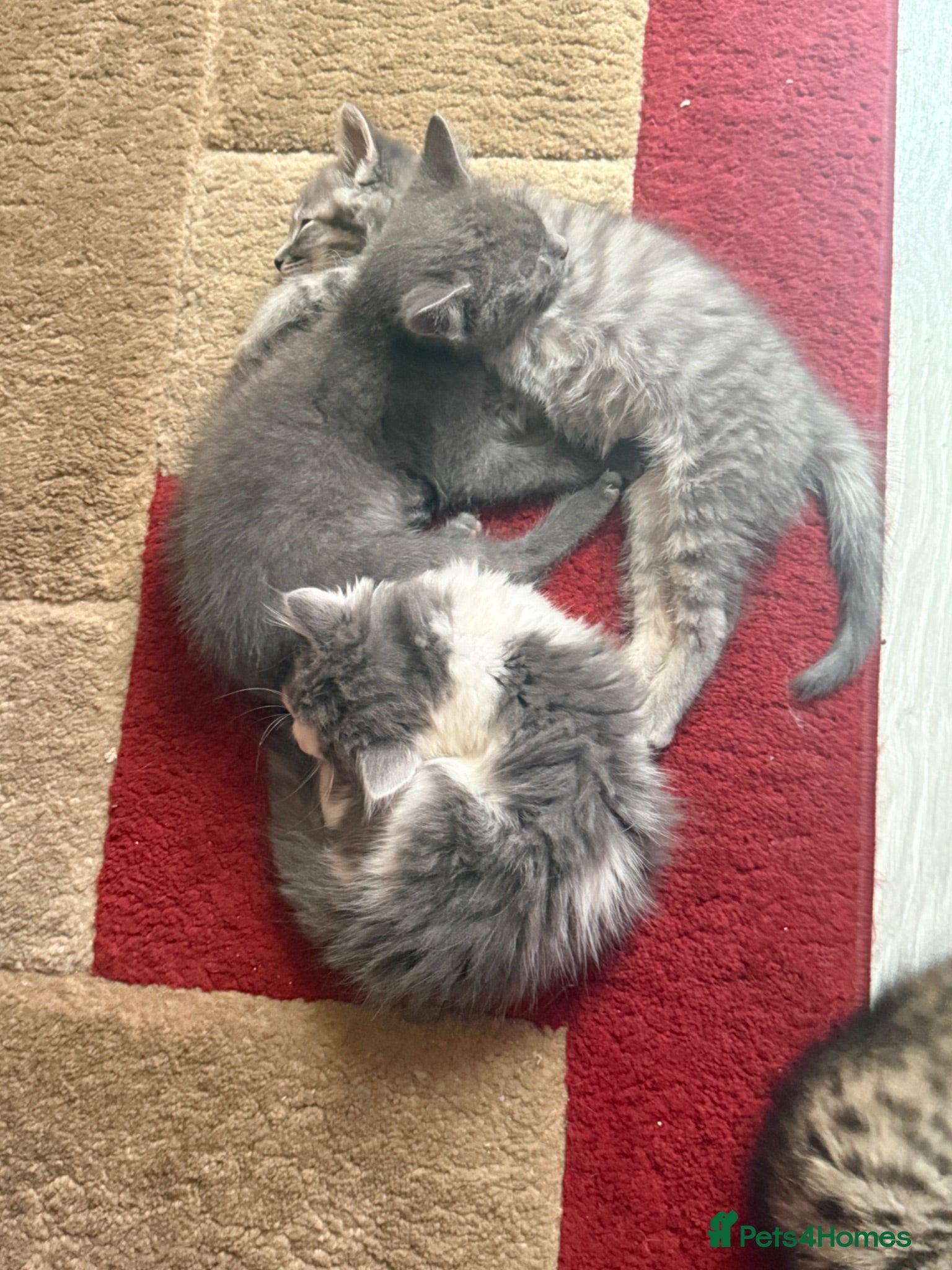 Ragdoll cats Ragdoll kittens 8 weeks old.  - Advert 1