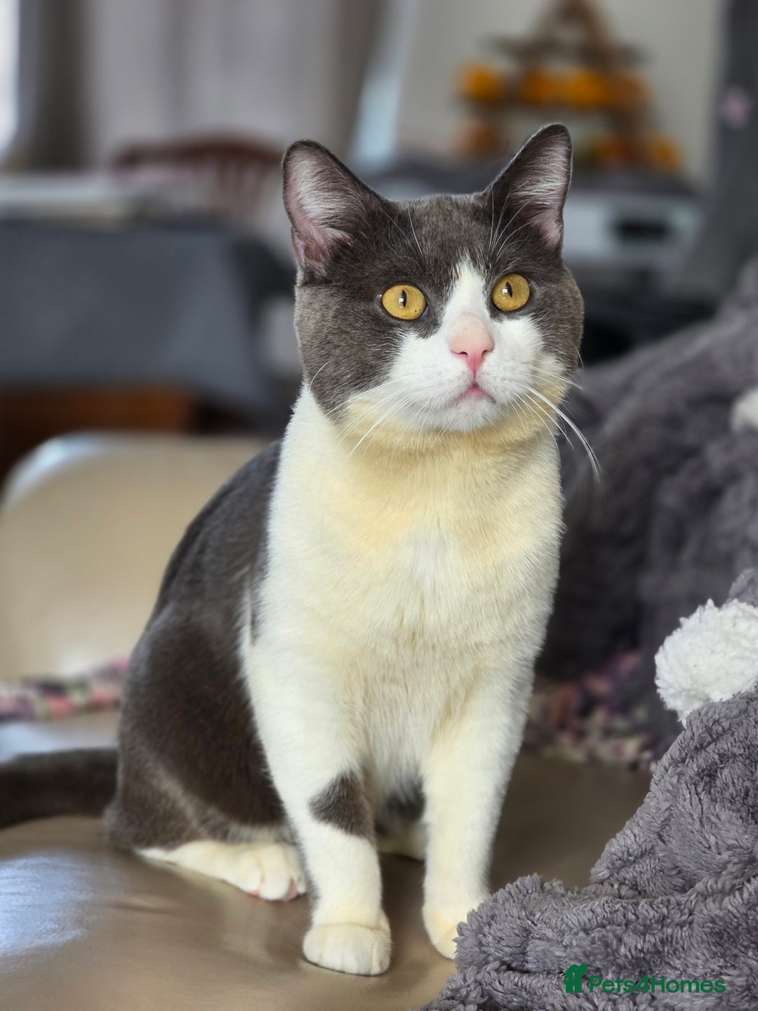 British Shorthair cats for sale: British shorthair male looking for a new home - Advert 1